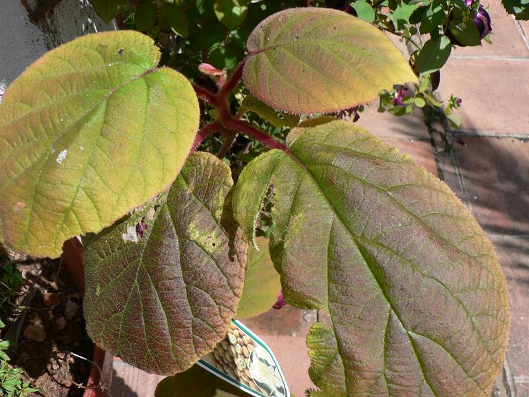 [Foto de planta, jardin, jardineria]