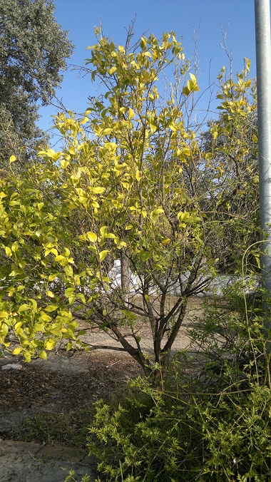 [Foto de planta, jardin, jardineria]