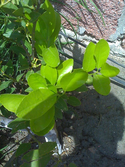 [Foto de planta, jardin, jardineria]