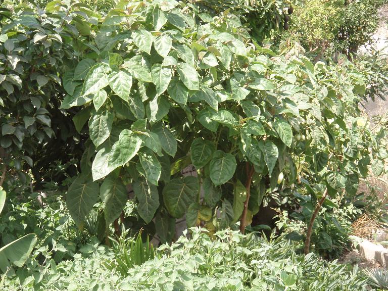 [Foto de planta, jardin, jardineria]