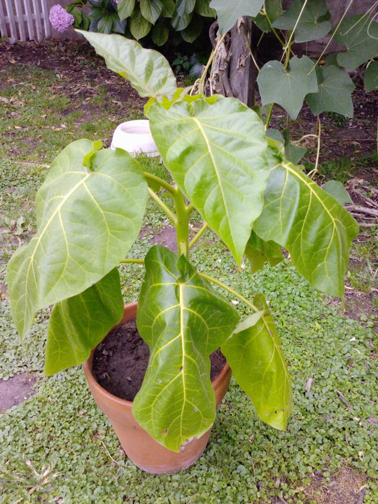 [Foto de planta, jardin, jardineria]