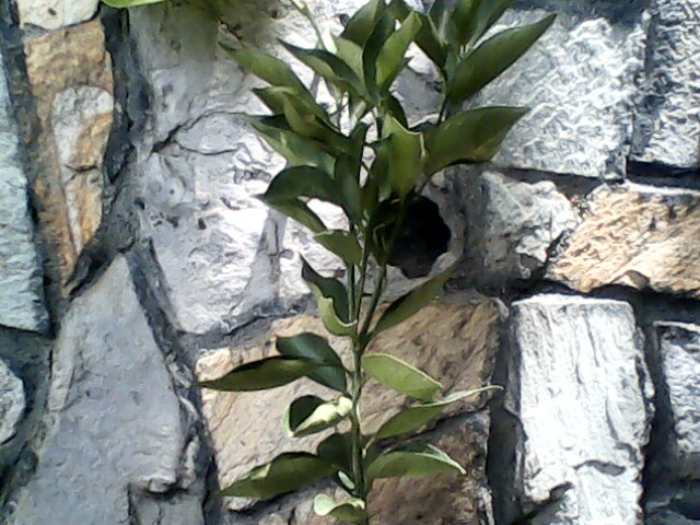 [Foto de planta, jardin, jardineria]