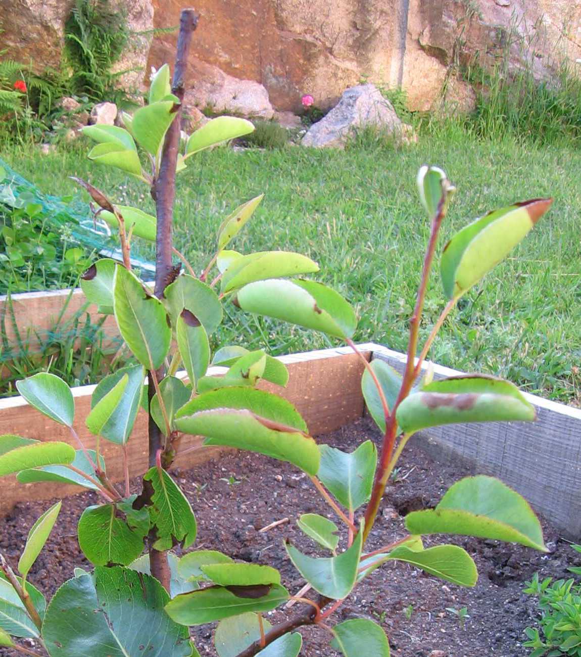 [Foto de planta, jardin, jardineria]