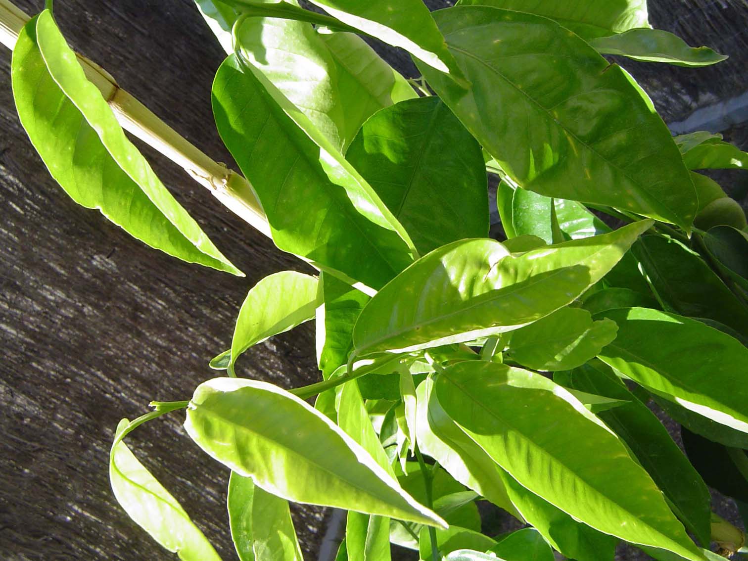 [Foto de planta, jardin, jardineria]