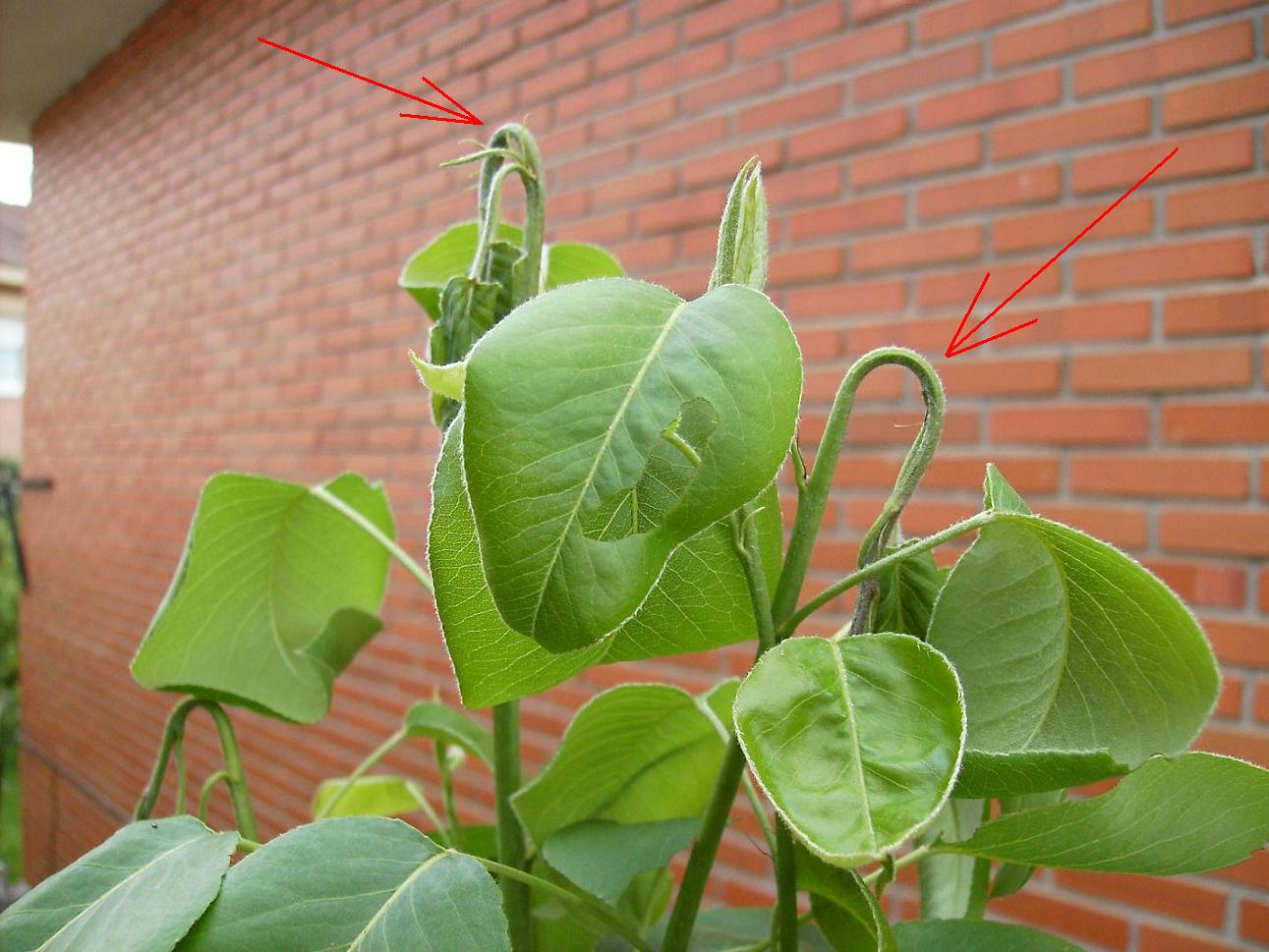 [Foto de planta, jardin, jardineria]