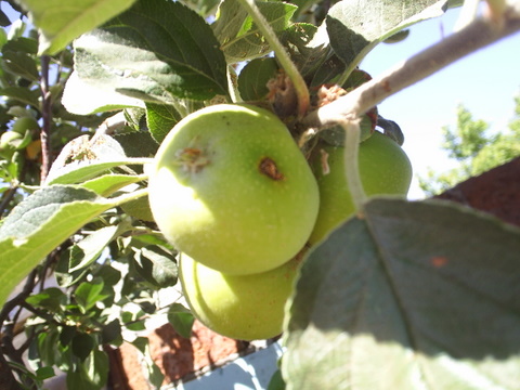 [Foto de planta, jardin, jardineria]