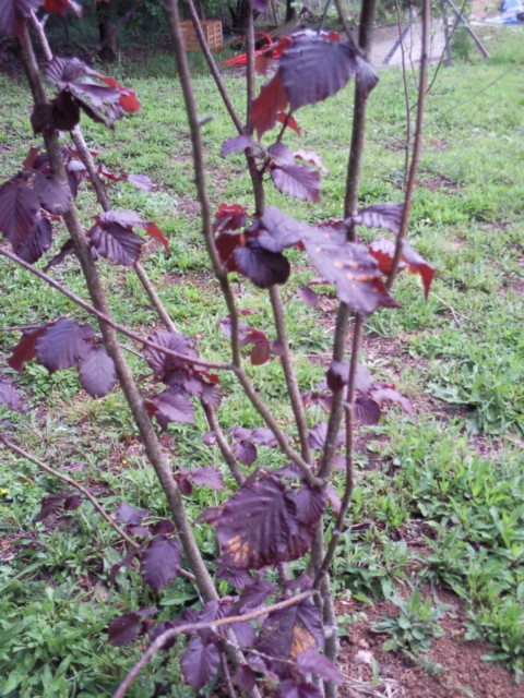 [Foto de planta, jardin, jardineria]