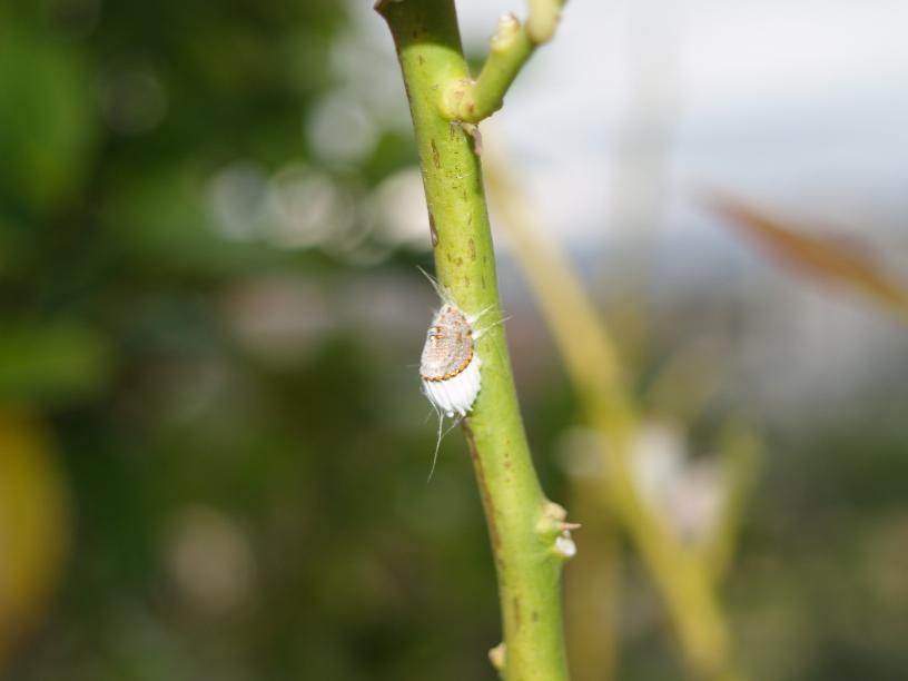 [Foto de planta, jardin, jardineria]