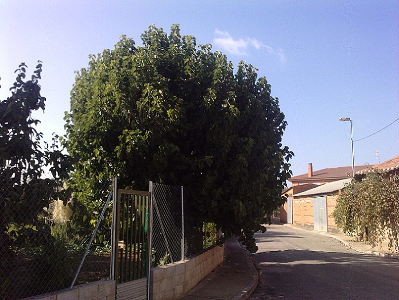 [Foto de planta, jardin, jardineria]