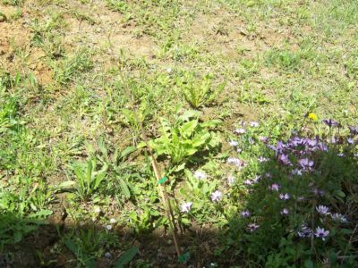 [Foto de planta, jardin, jardineria]