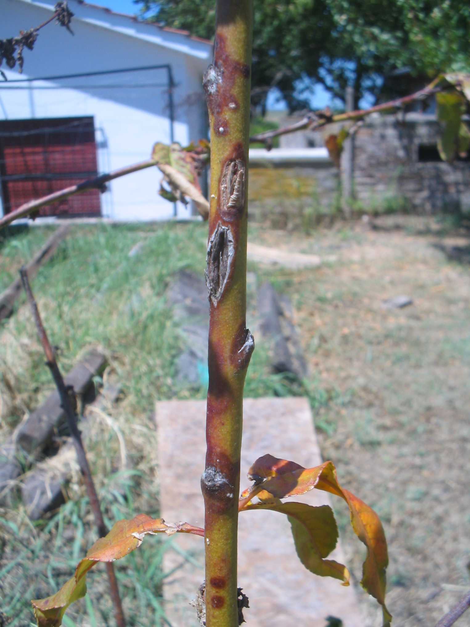 [Foto de planta, jardin, jardineria]