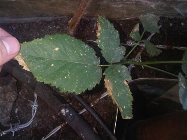 [Foto de planta, jardin, jardineria]