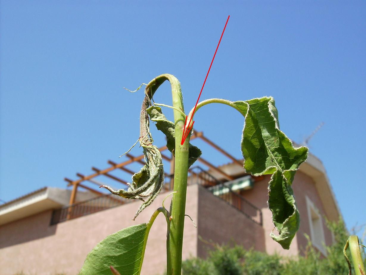 [Foto de planta, jardin, jardineria]