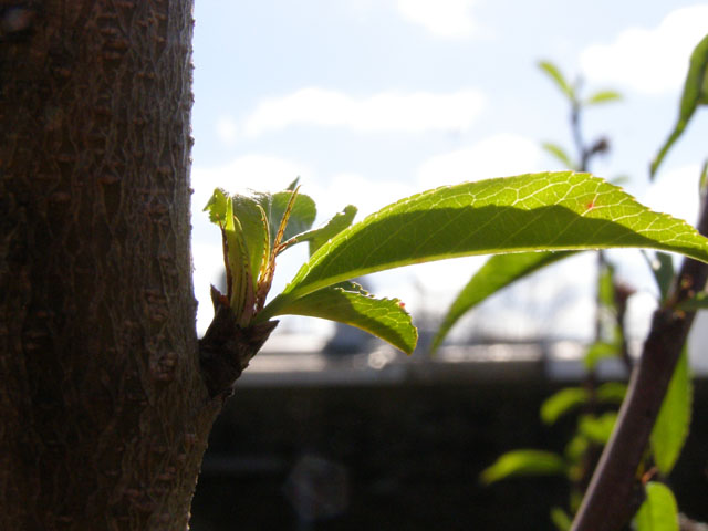 [Foto de planta, jardin, jardineria]