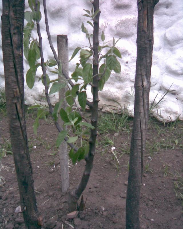 [Foto de planta, jardin, jardineria]