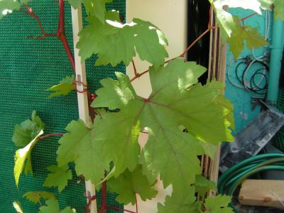 [Foto de planta, jardin, jardineria]