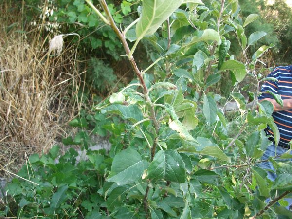 [Foto de planta, jardin, jardineria]