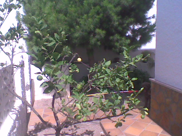 [Foto de planta, jardin, jardineria]