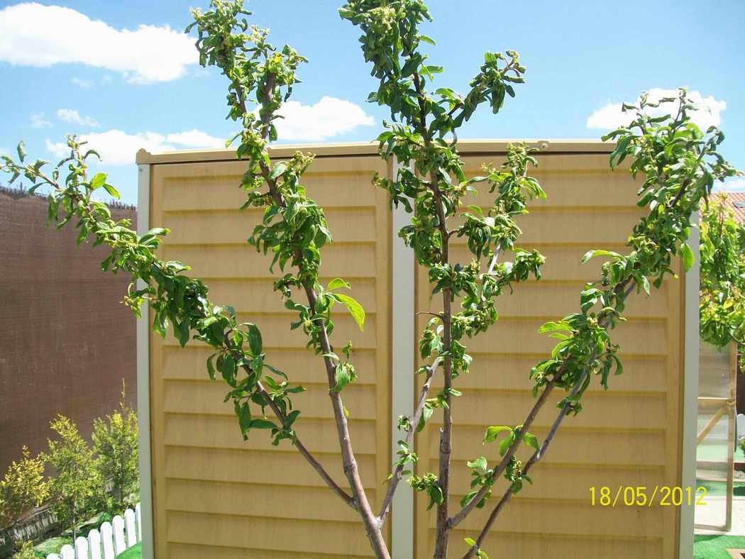 [Foto de planta, jardin, jardineria]