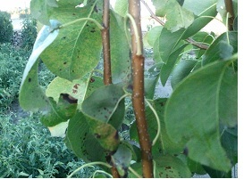 [Foto de planta, jardin, jardineria]