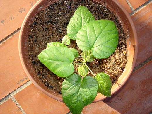 [Foto de planta, jardin, jardineria]