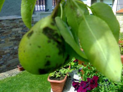 [Foto de planta, jardin, jardineria]