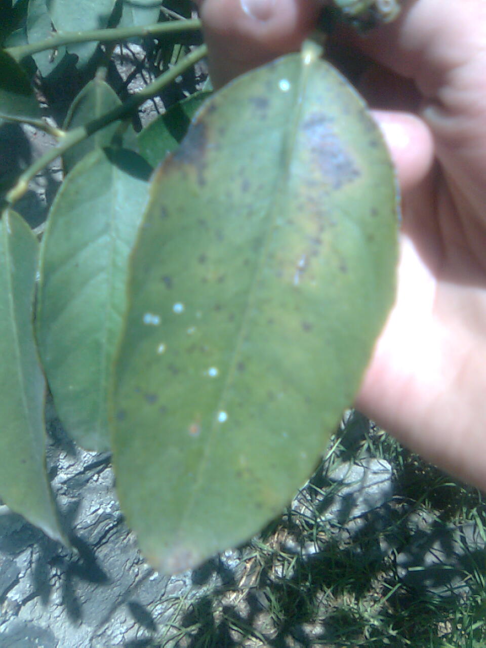 [Foto de planta, jardin, jardineria]