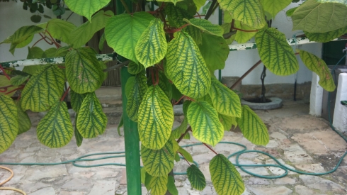 [Foto de planta, jardin, jardineria]