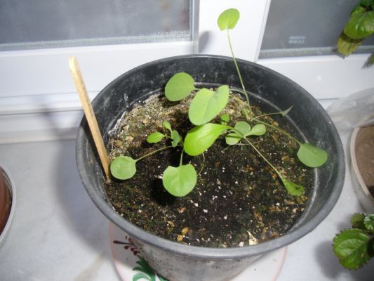 [Foto de planta, jardin, jardineria]