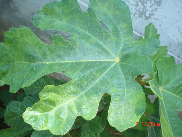 [Foto de planta, jardin, jardineria]