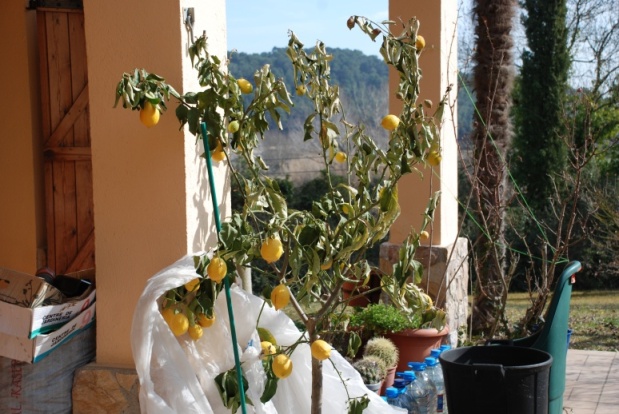 [Foto de planta, jardin, jardineria]