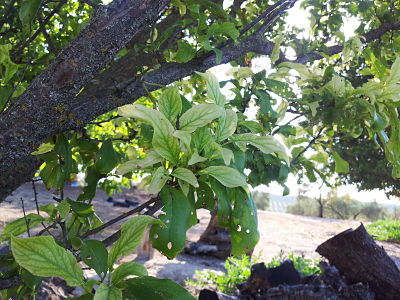 [Foto de planta, jardin, jardineria]