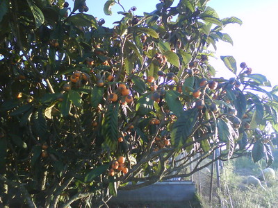 [Foto de planta, jardin, jardineria]