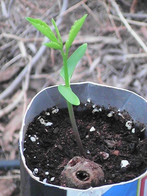 [Foto de planta, jardin, jardineria]