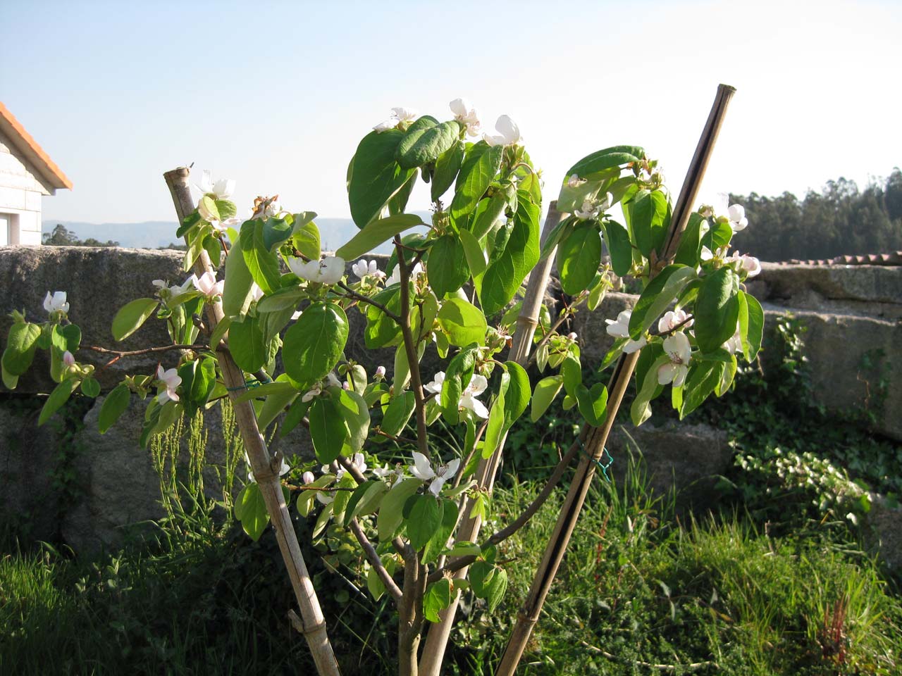 [Foto de planta, jardin, jardineria]