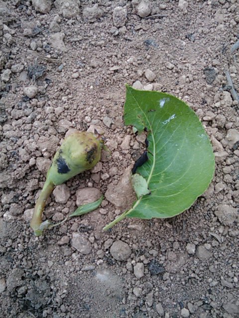 [Foto de planta, jardin, jardineria]