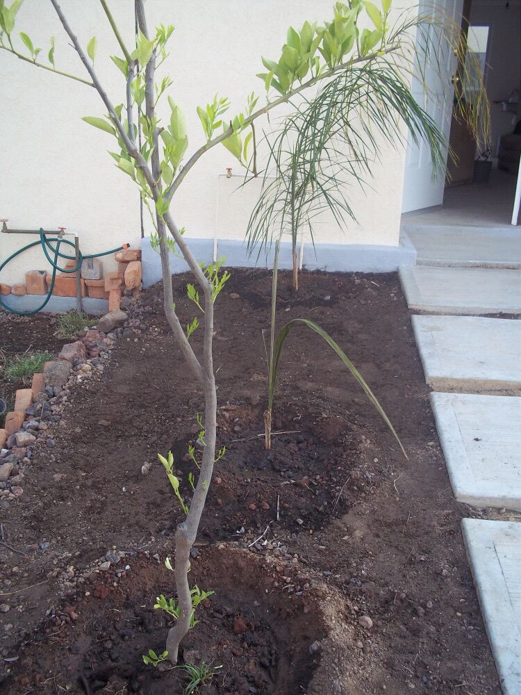 [Foto de planta, jardin, jardineria]