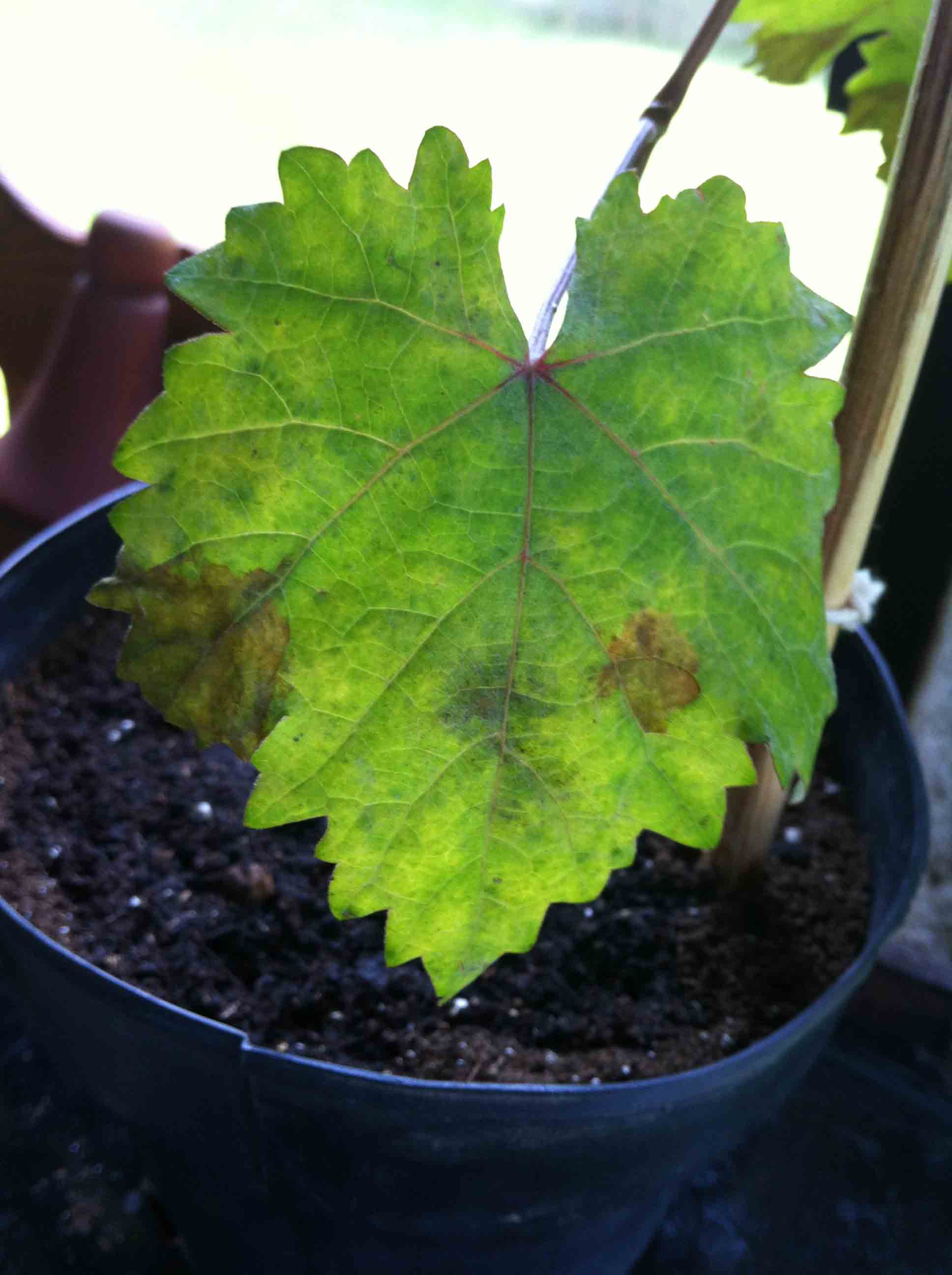 [Foto de planta, jardin, jardineria]