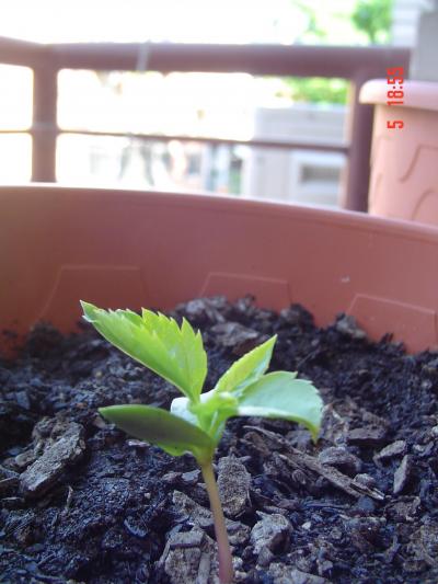 [Foto de planta, jardin, jardineria]