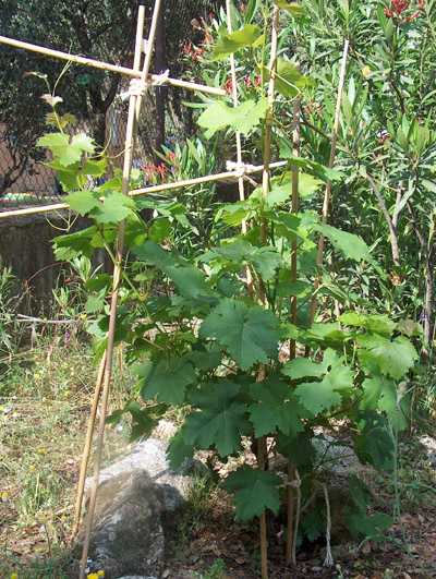 [Foto de planta, jardin, jardineria]