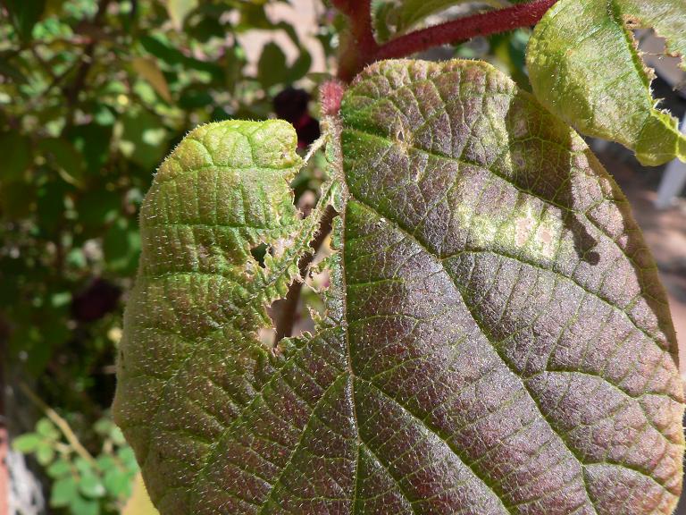 [Foto de planta, jardin, jardineria]