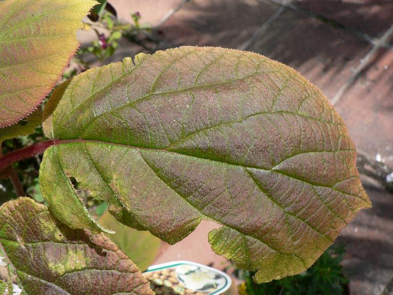 [Foto de planta, jardin, jardineria]