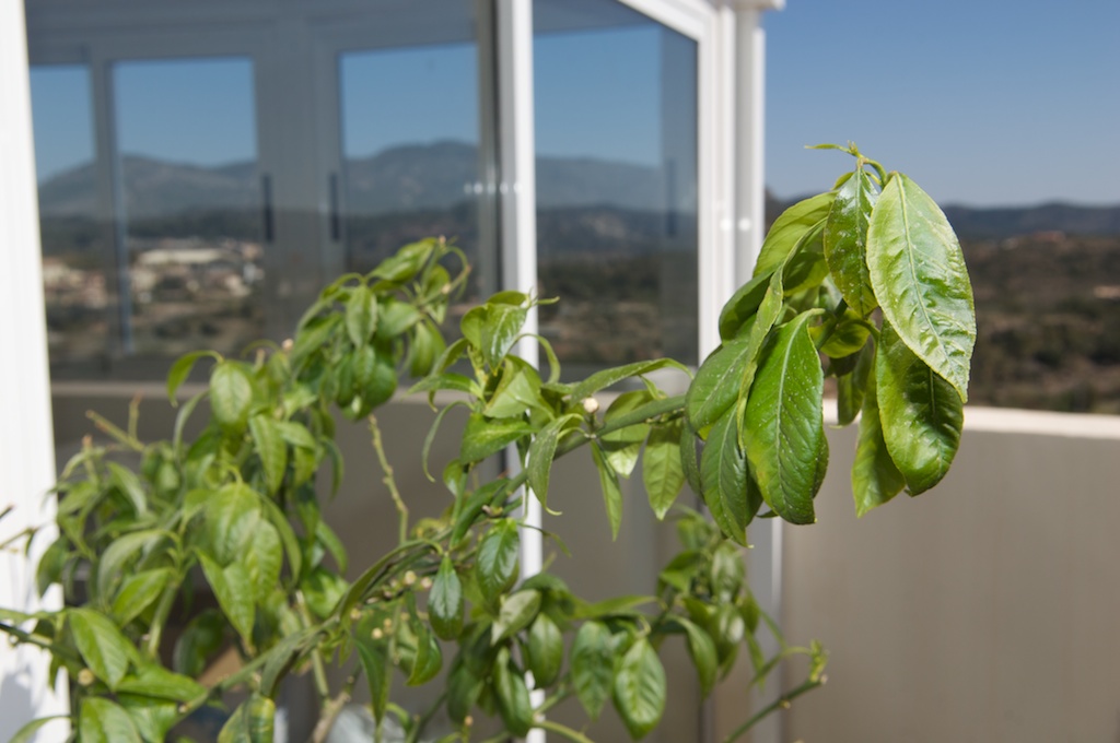 [Foto de planta, jardin, jardineria]