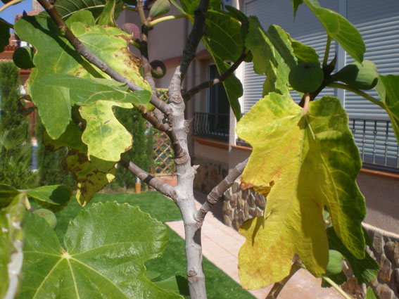 [Foto de planta, jardin, jardineria]