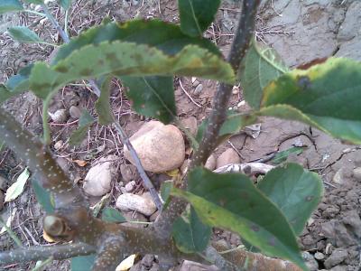 [Foto de planta, jardin, jardineria]