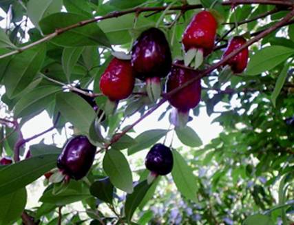 [Foto de planta, jardin, jardineria]