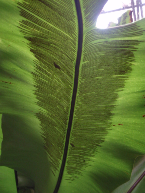 [Foto de planta, jardin, jardineria]