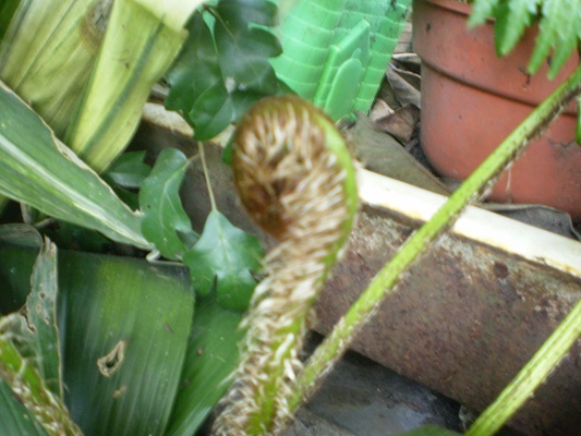 [Foto de planta, jardin, jardineria]