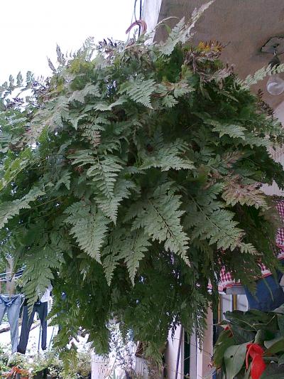 [Foto de planta, jardin, jardineria]