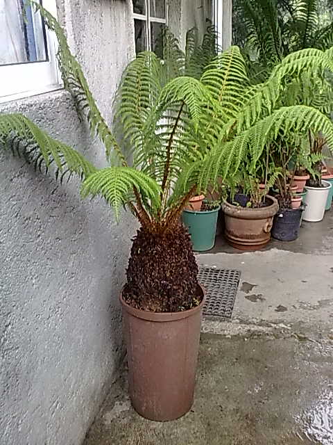 [Foto de planta, jardin, jardineria]